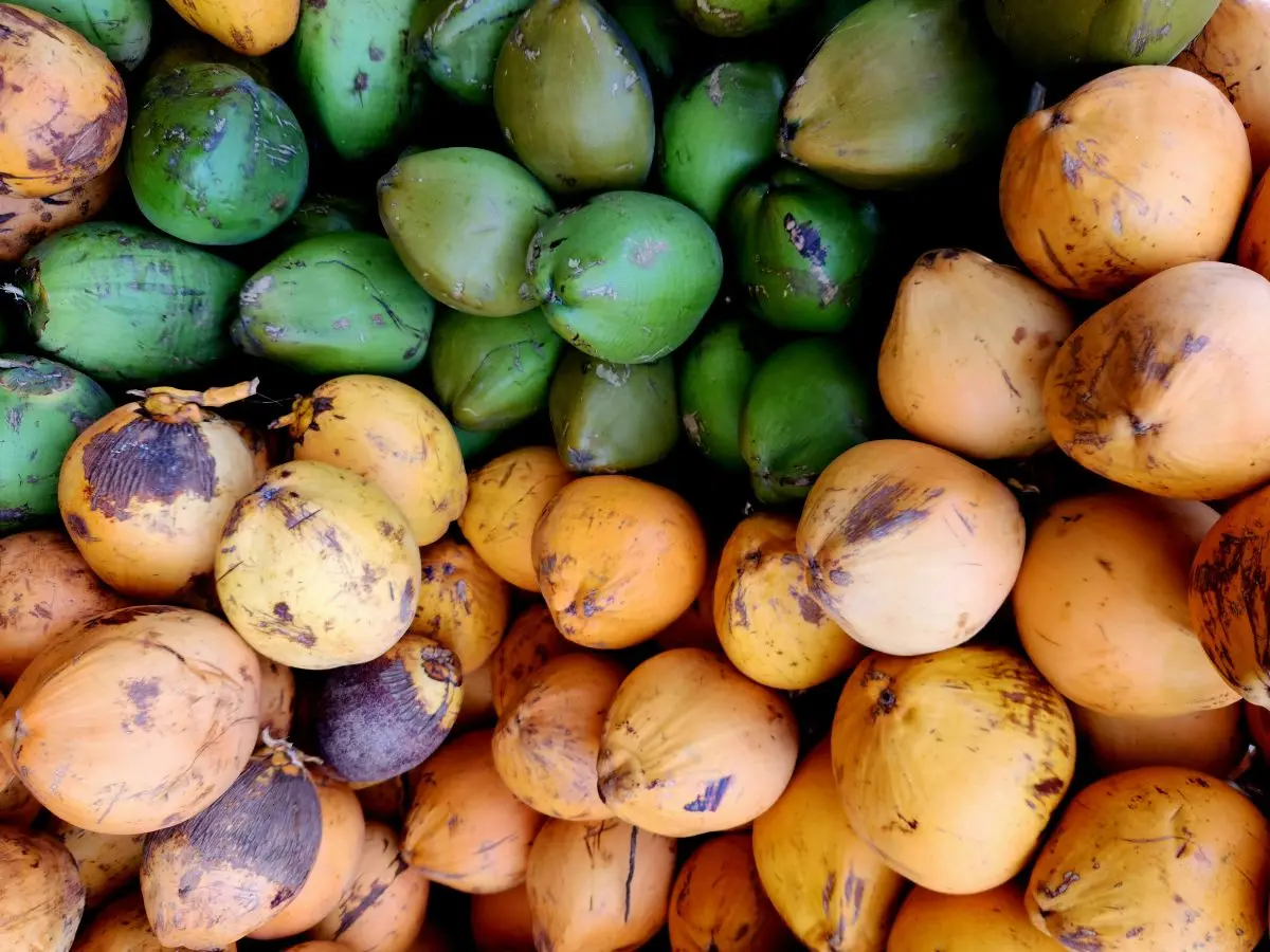 Coconut, cashew and high-value crop push