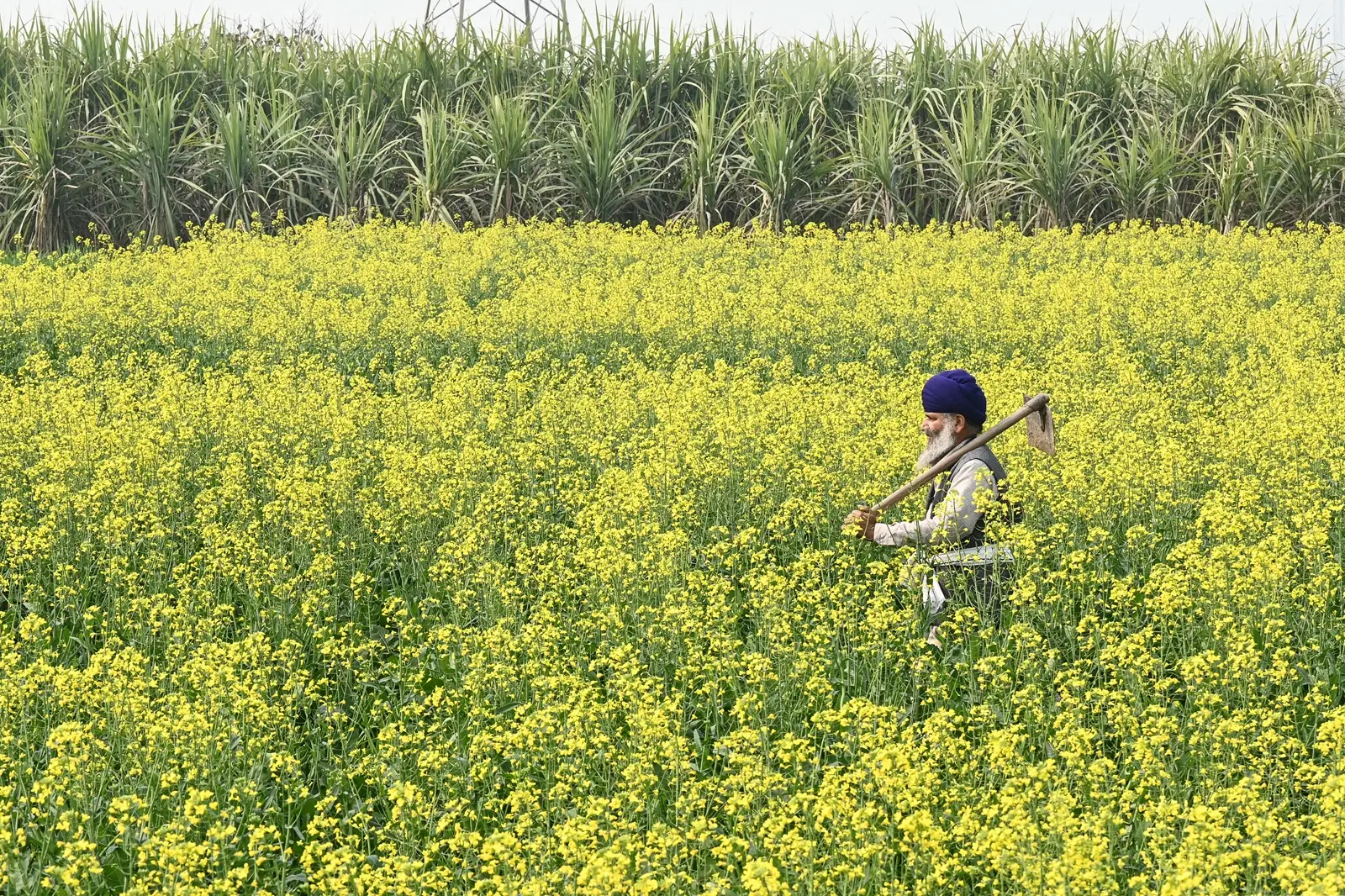 Agriculture: Digital and tech-led growth