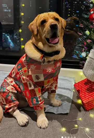 'He's our child': Hyderabad couple spends $16,000 to reunite with their pet dog in Australia