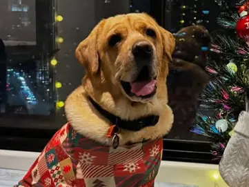'He's our child': Hyderabad couple spends $16,000 to reunite with their pet dog in Australia 'He's our child': Hyderabad couple spends $16,000 to reunite with their pet dog in Australia