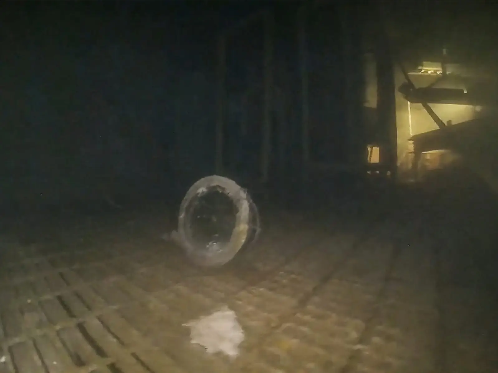 No superpowers, yet something is thriving in Fukushima's radioactive water. How? No superpowers, yet something is thriving in Fukushima's radioactive water. How?