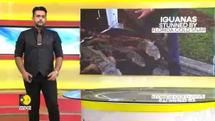 Iguanas Plummet: Florida Freeze Stuns 2,000+ Lizards