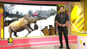Rhino Snow Joy: Tennessee Heat-Lovers Play in Freeze