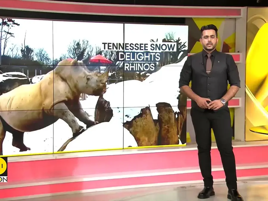 Rhino Snow Joy: Tennessee Heat-Lovers Play in Freeze