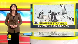 Penguins Starving Toward Extinction as Food Scarcity Devastates South Africa Colonies 