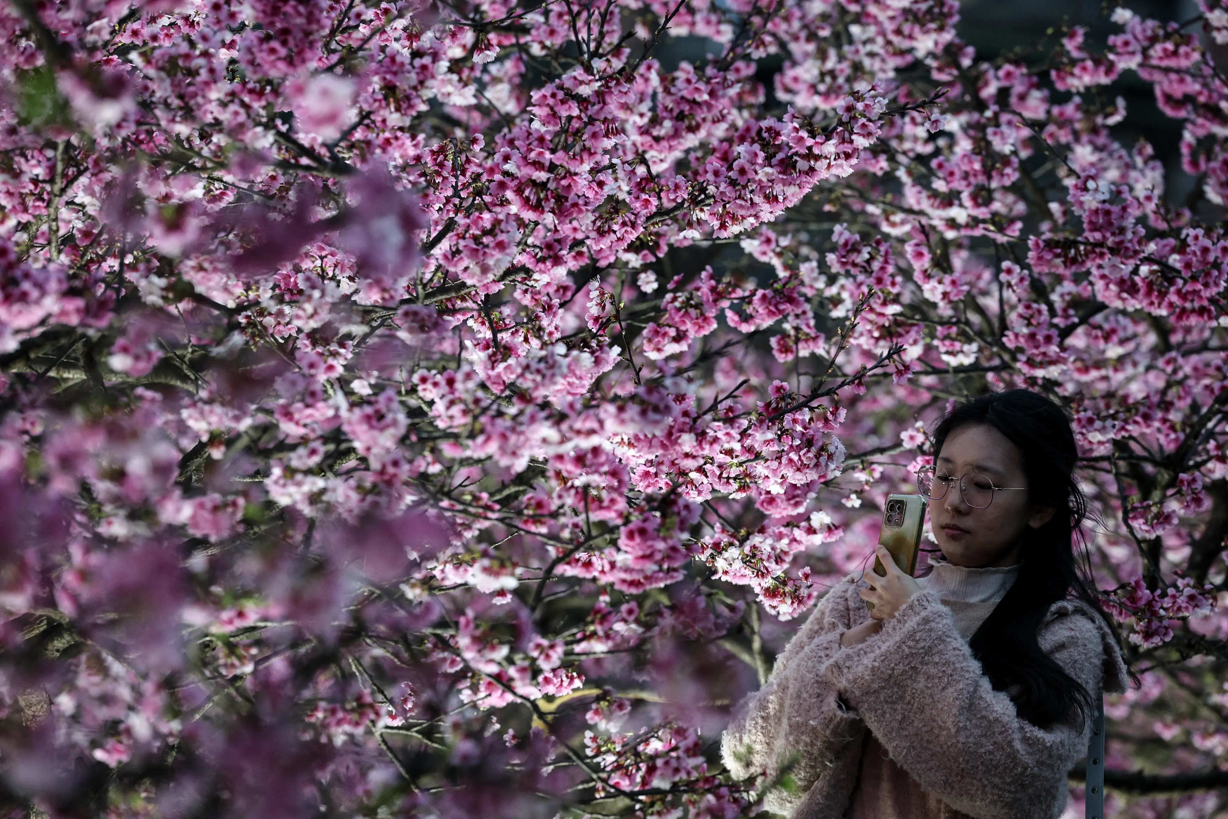 Mount Fuji town cancels cherry blossom festival amid surge in tourist