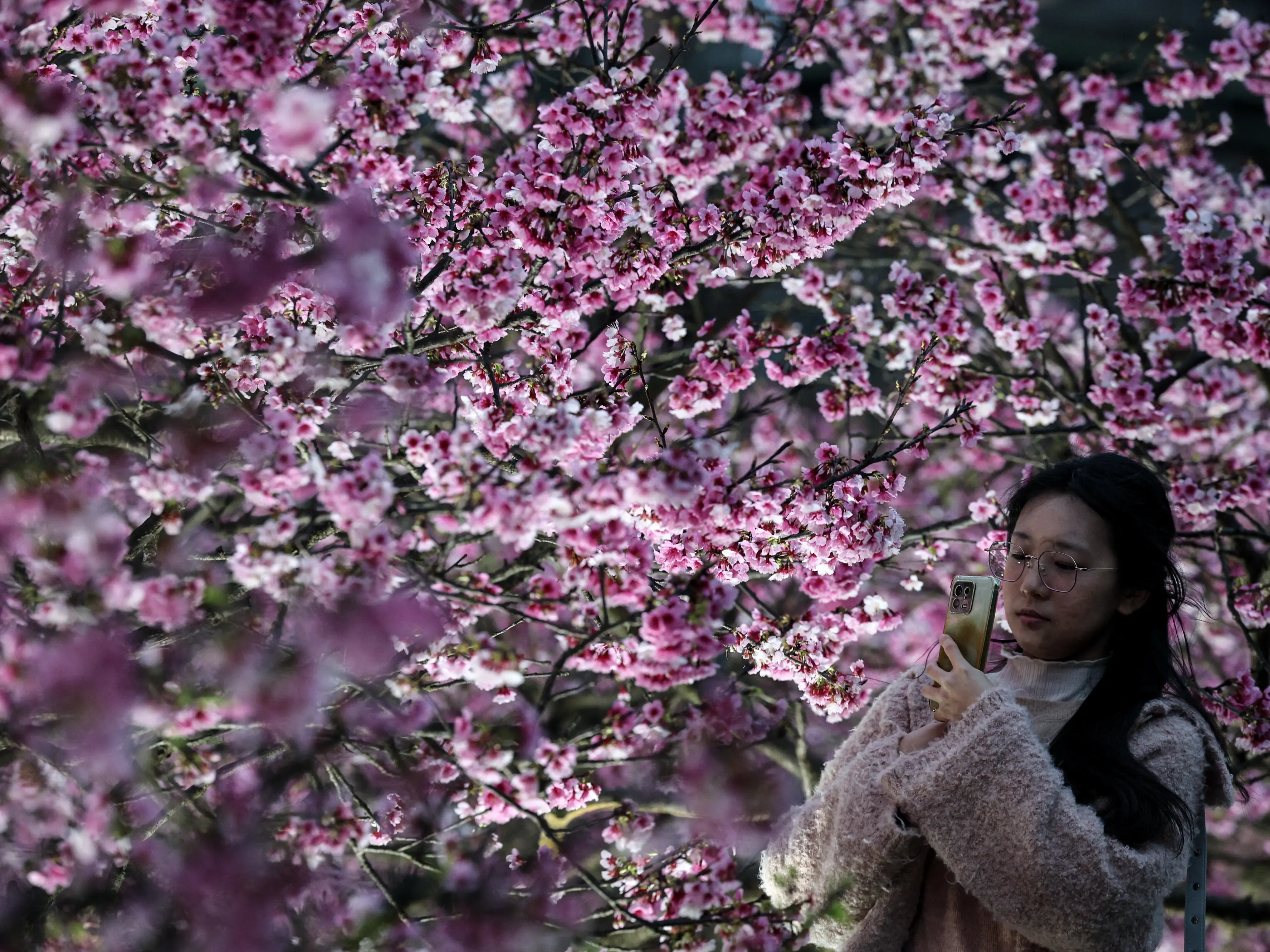 Mount Fuji town cancels cherry blossom festival amid surge in tourist Mount Fuji town cancels cherry blossom festival amid surge in tourist