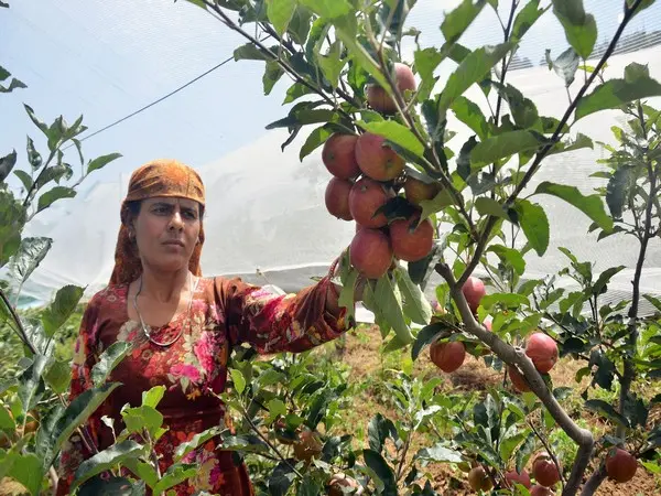 Apple growers seek clarity as India-US trade deal raises concerns Apple growers seek clarity as India-US trade deal raises concerns