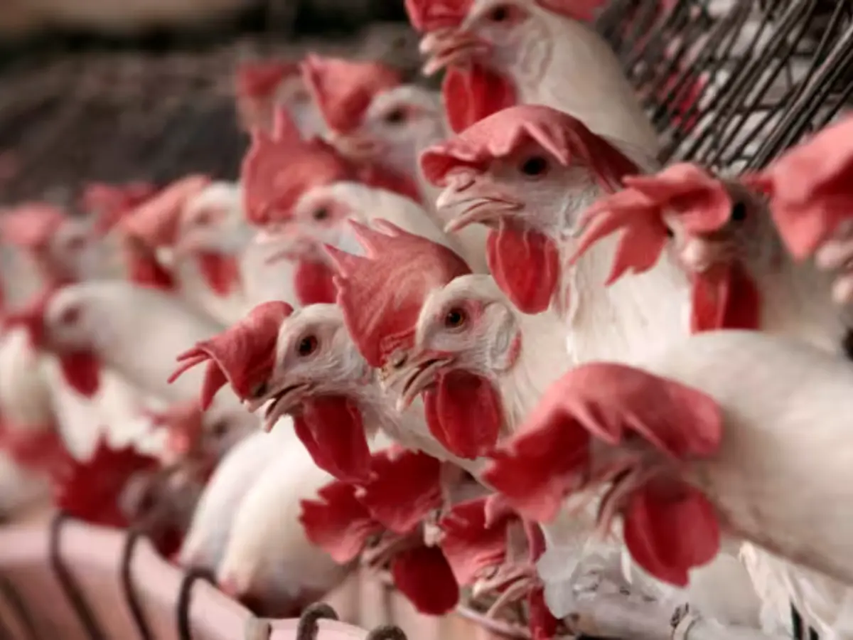 India battles H5N1 outbreak, over 85,000 bird flu-related deaths reported India battles H5N1 outbreak, over 85,000 bird flu-related deaths reported