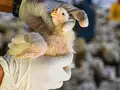 Bird flu transmission to humans is rare: Here are signs and symptoms H5N1 infection