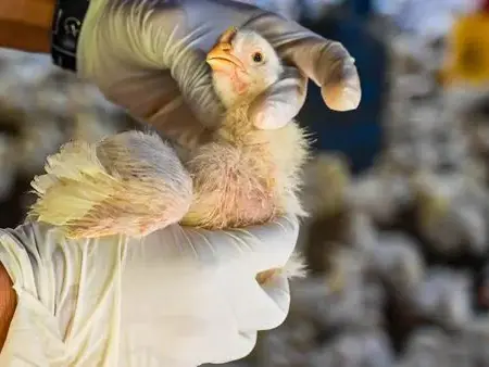 Bird flu transmission to humans is rare: Here are signs and symptoms H5N1 infection