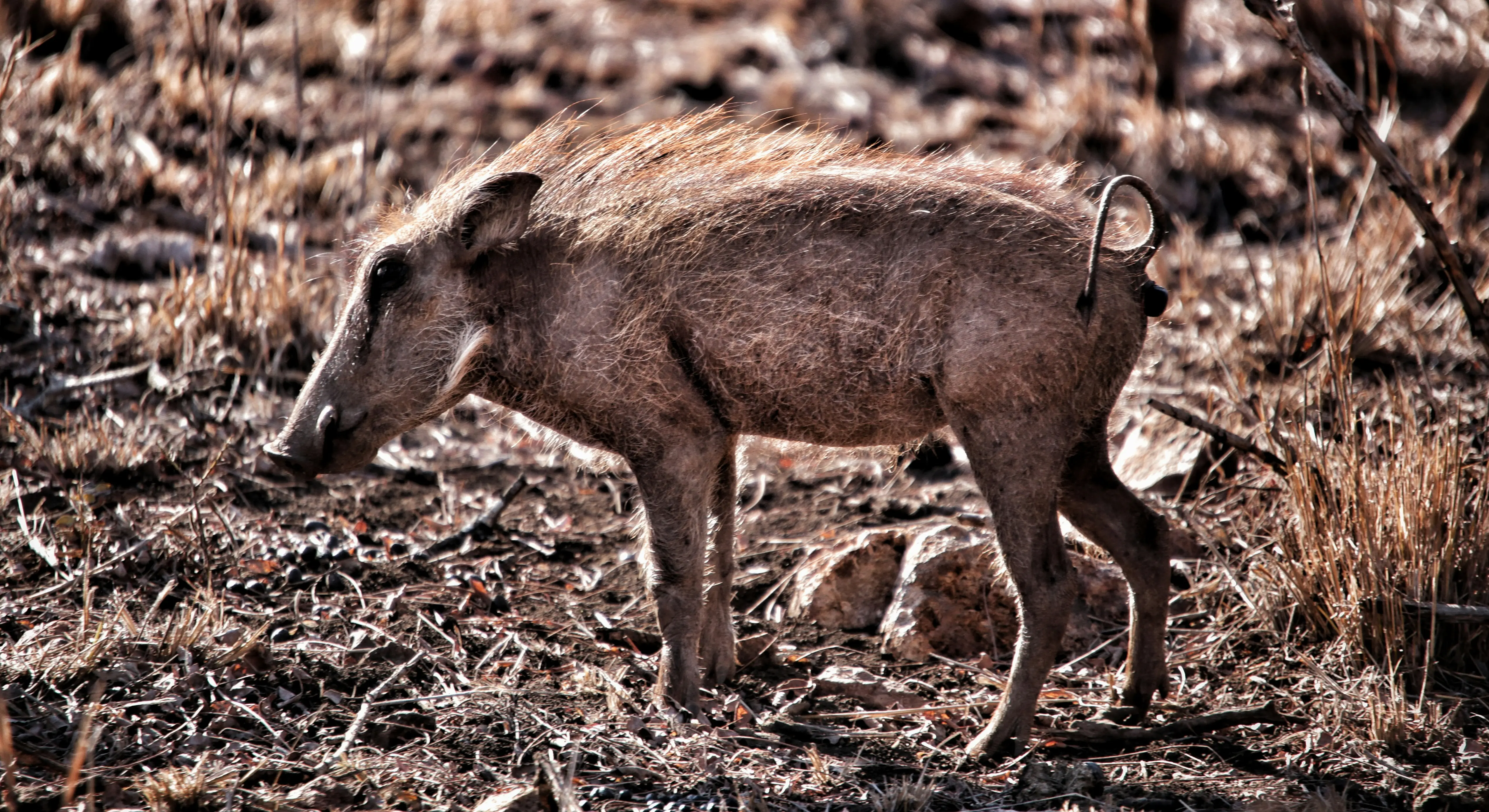 The nuclear hogs of Fukushima have skipped generational evolution. Here's why