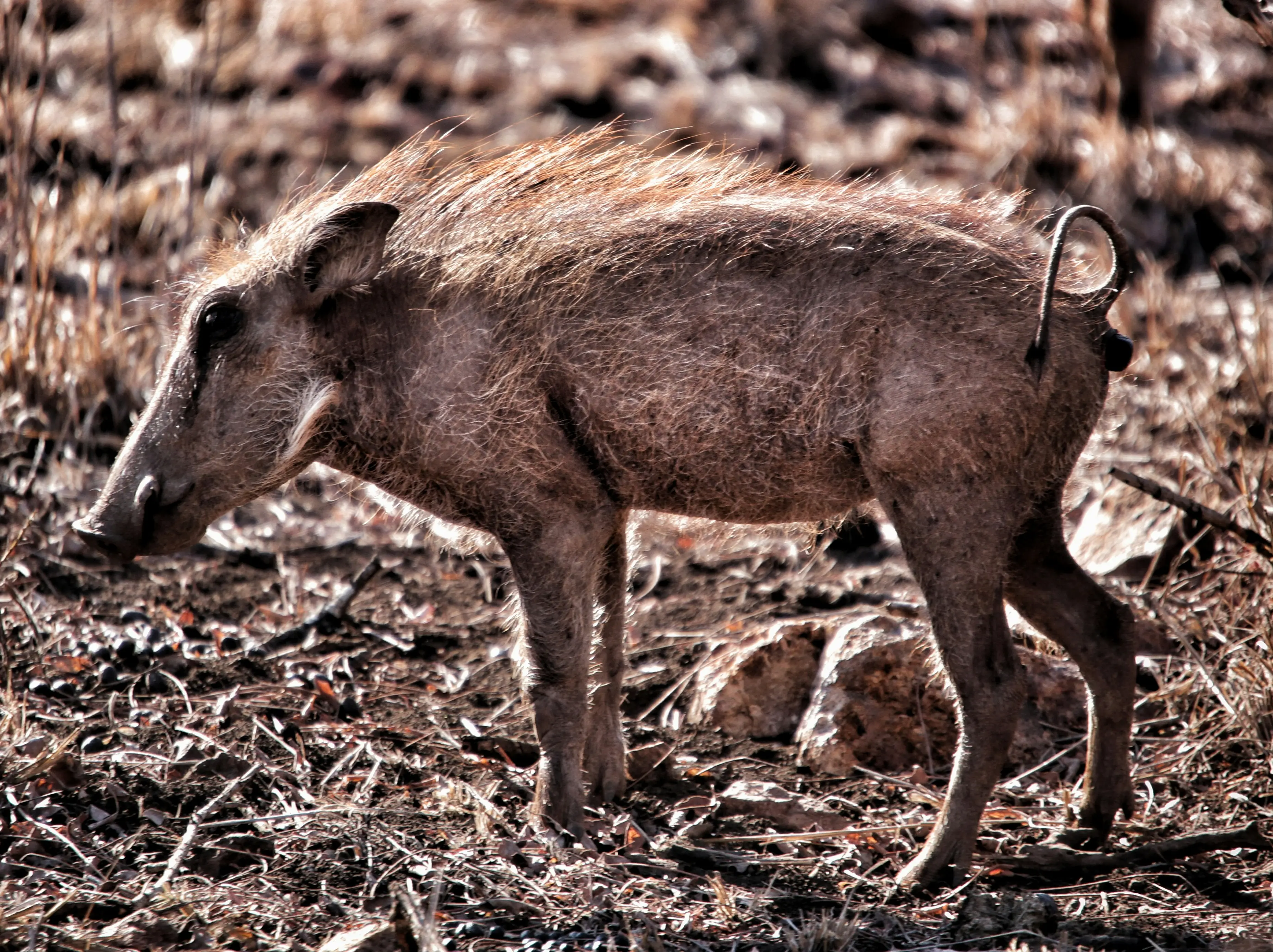 The nuclear hogs of Fukushima have skipped generational evolution. Here's why The nuclear hogs of Fukushima have skipped generational evolution. Here's why