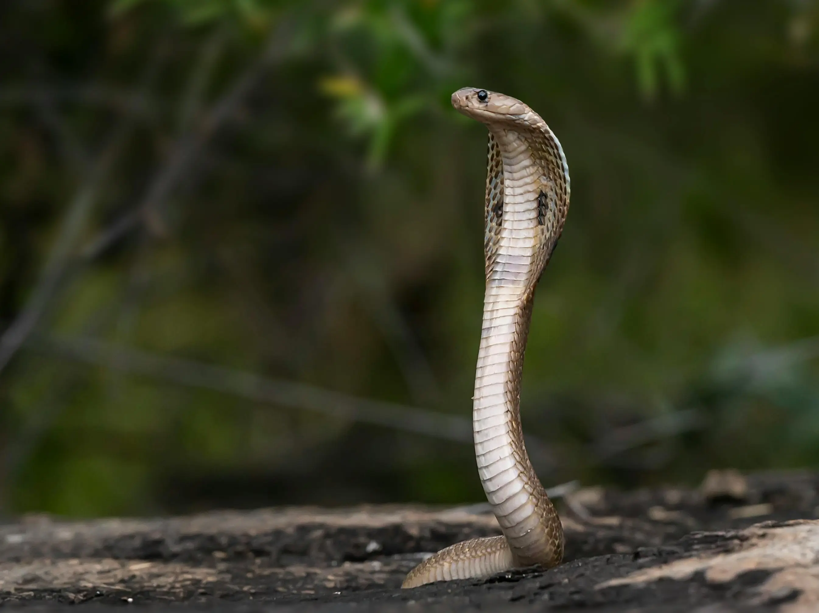 'Naagin' act: UP woman elopes with lover, leaves snake skin on bed to escape arranged marriage 'Naagin' act: UP woman elopes with lover, leaves snake skin on bed to escape arranged marriage