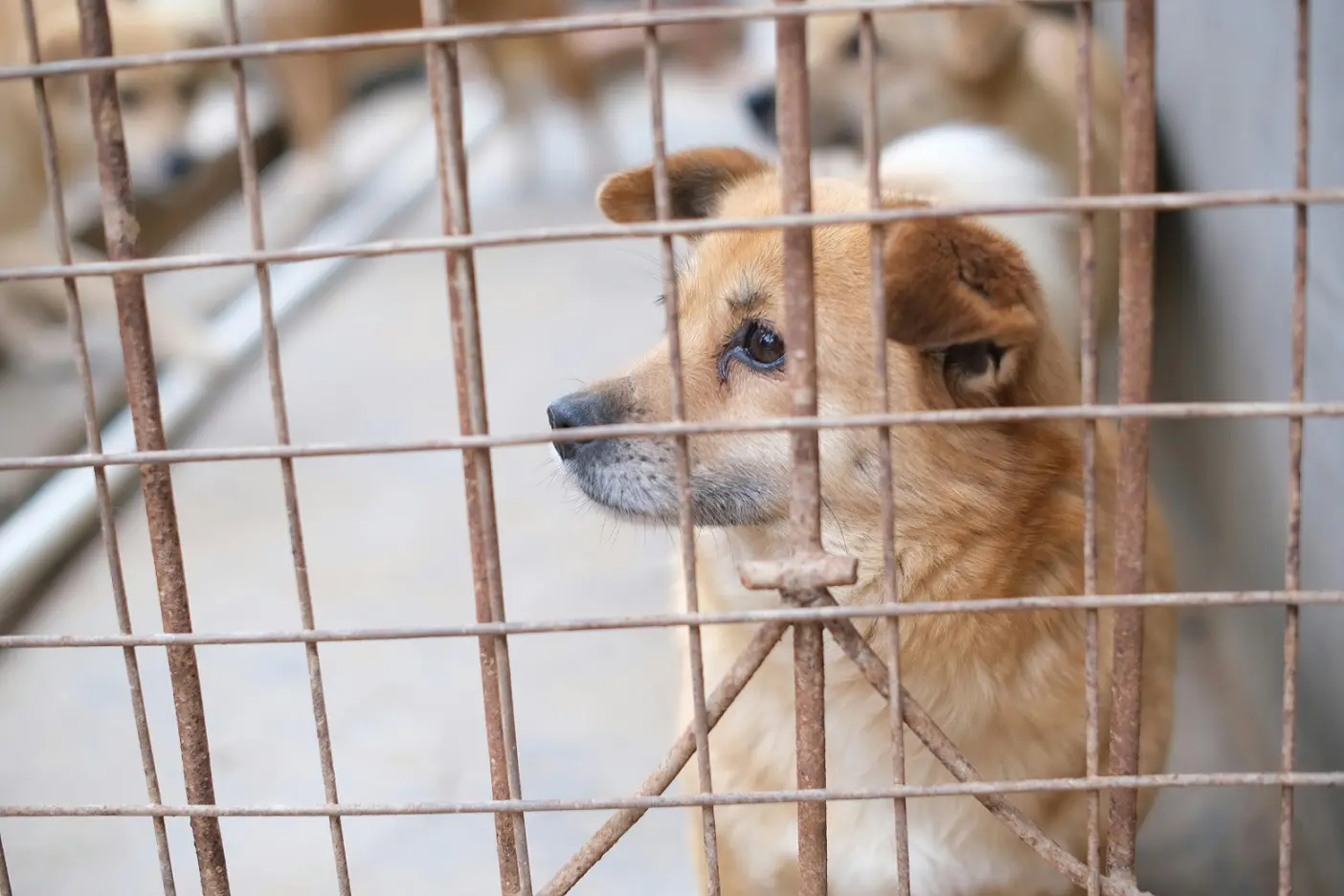 Puppy abuse case: Mumbai Police launch first cross-state hunt, trace accused to UP village