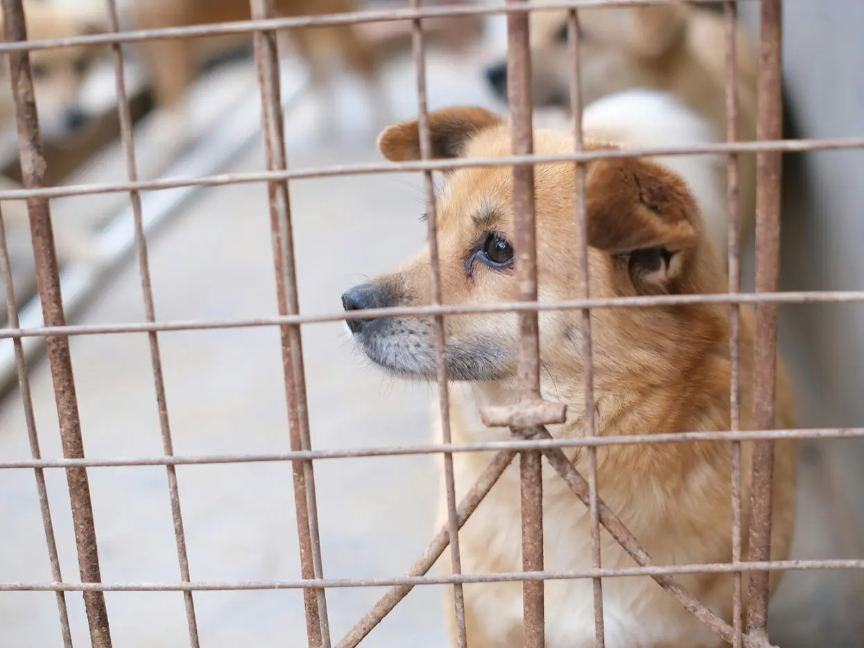 Puppy abuse case: Mumbai Police launch first cross-state hunt, trace accused to UP village Puppy abuse case: Mumbai Police launch first cross-state hunt, trace accused to UP village