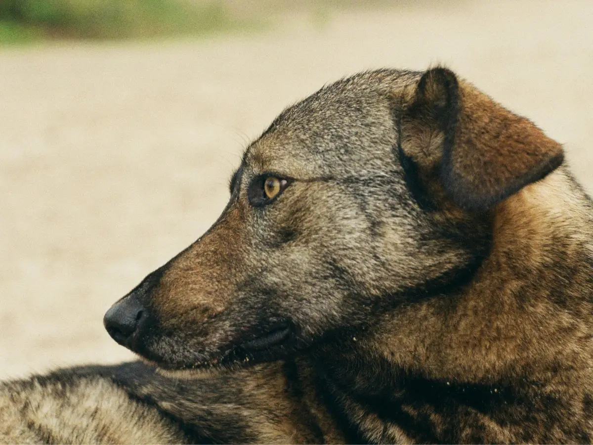 War-hit dogs of Ukraine are experiencing natural disaster-scale evolution