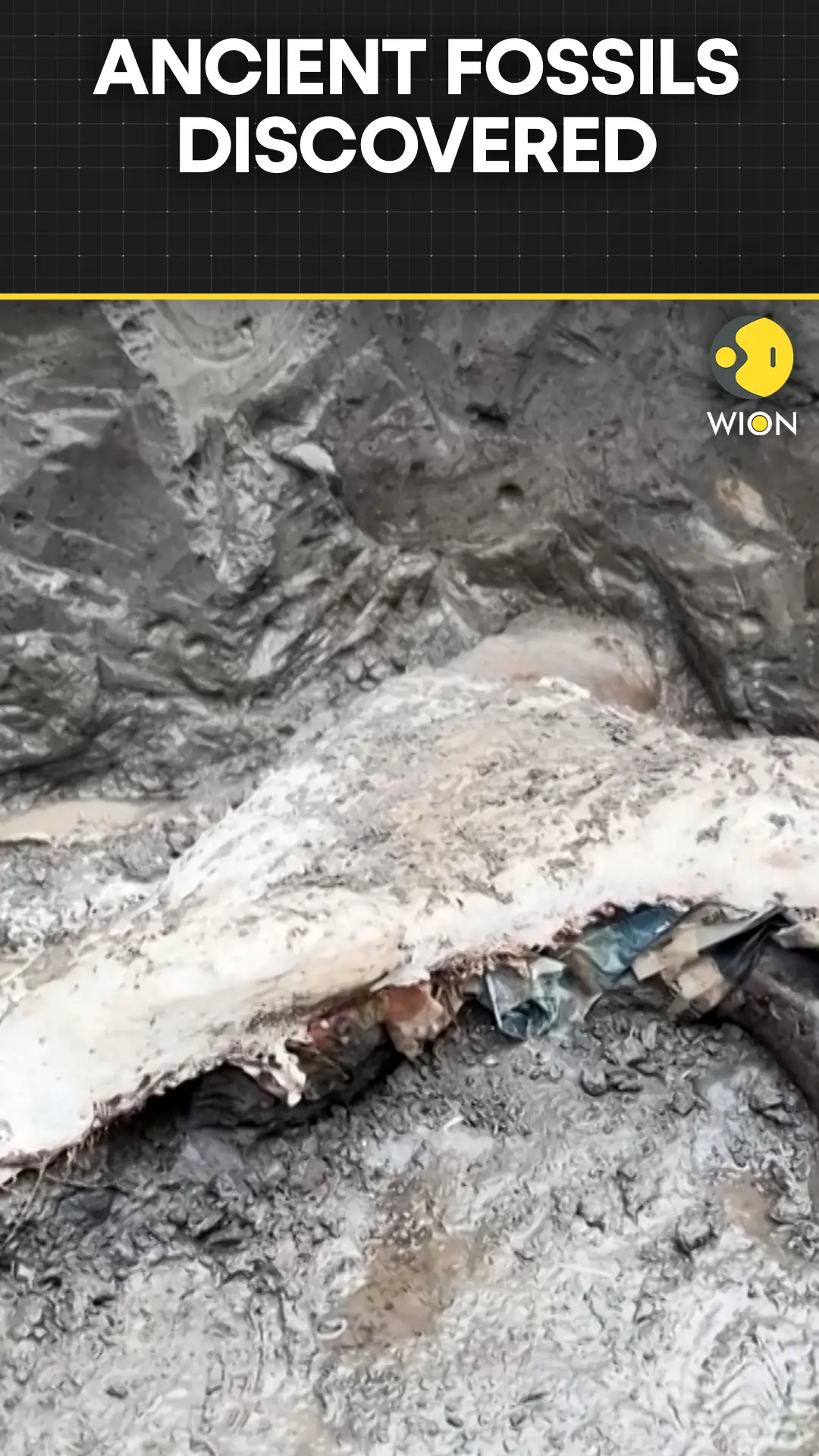 Costa Rica Discovery: Giant Sloth and Mastodon Fossils Discovered in Costa Rica