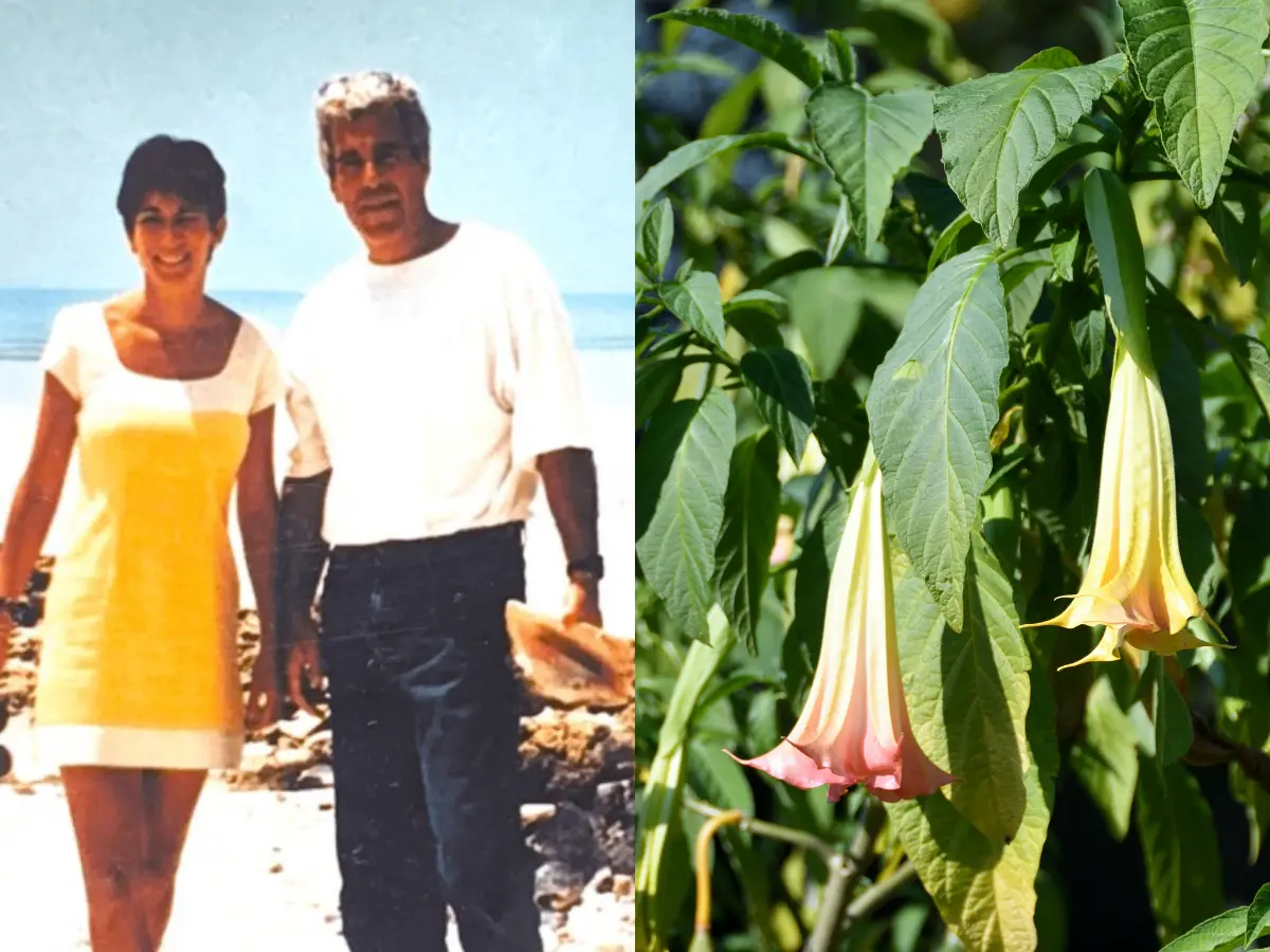 'Eliminates free will...': Inside Epstein’s chilling email on 'trumpet plants' and scopolamine drug