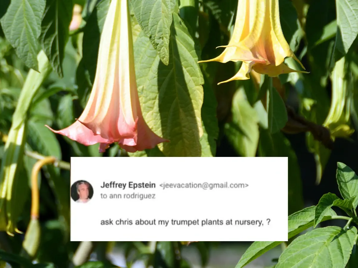 Did Epstein grow 'trumpet plants' in his nursery?