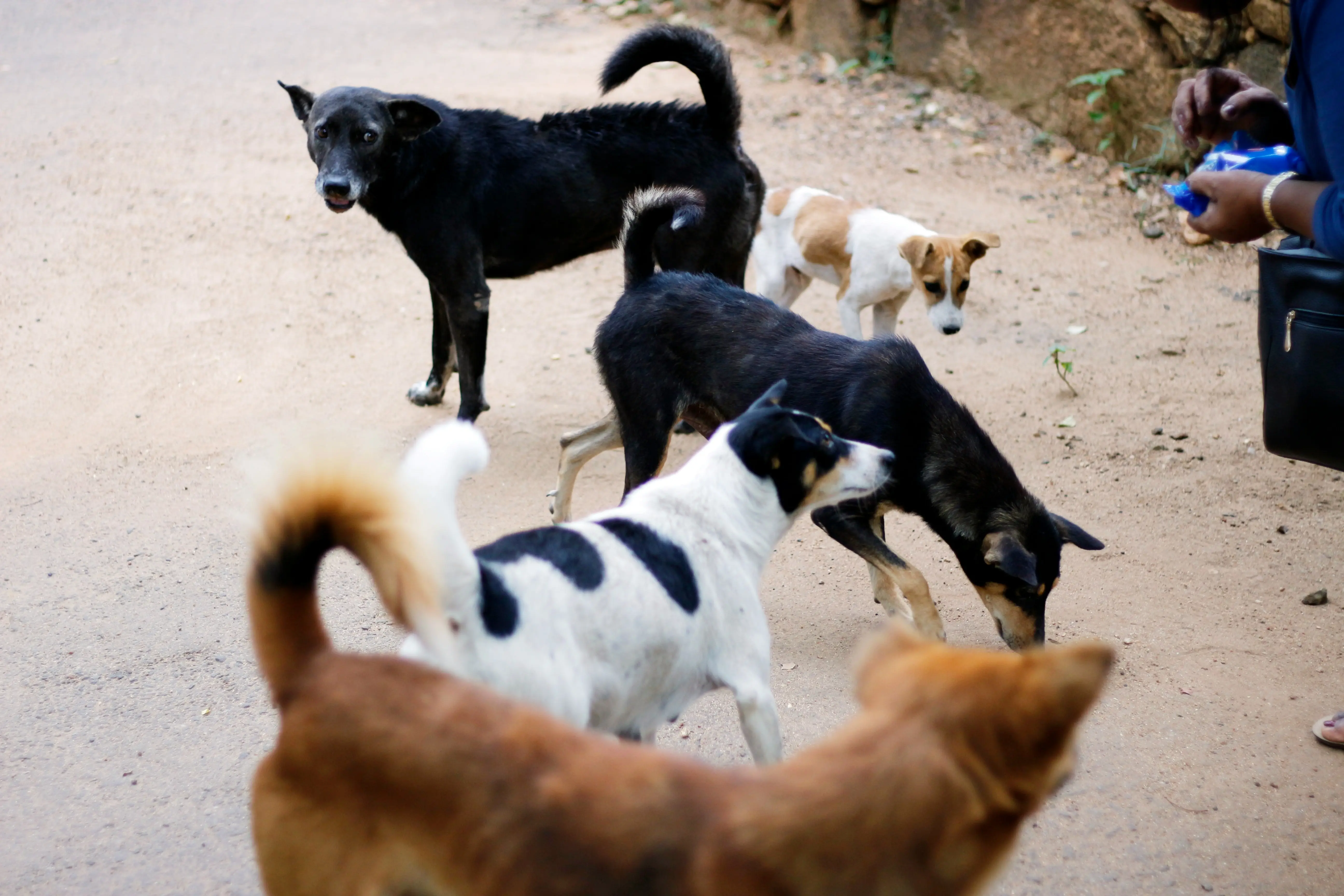 Morocco 'poisoning, shooting and burning' dogs alive ahead of 2030 World Cup, animal rights activists allege