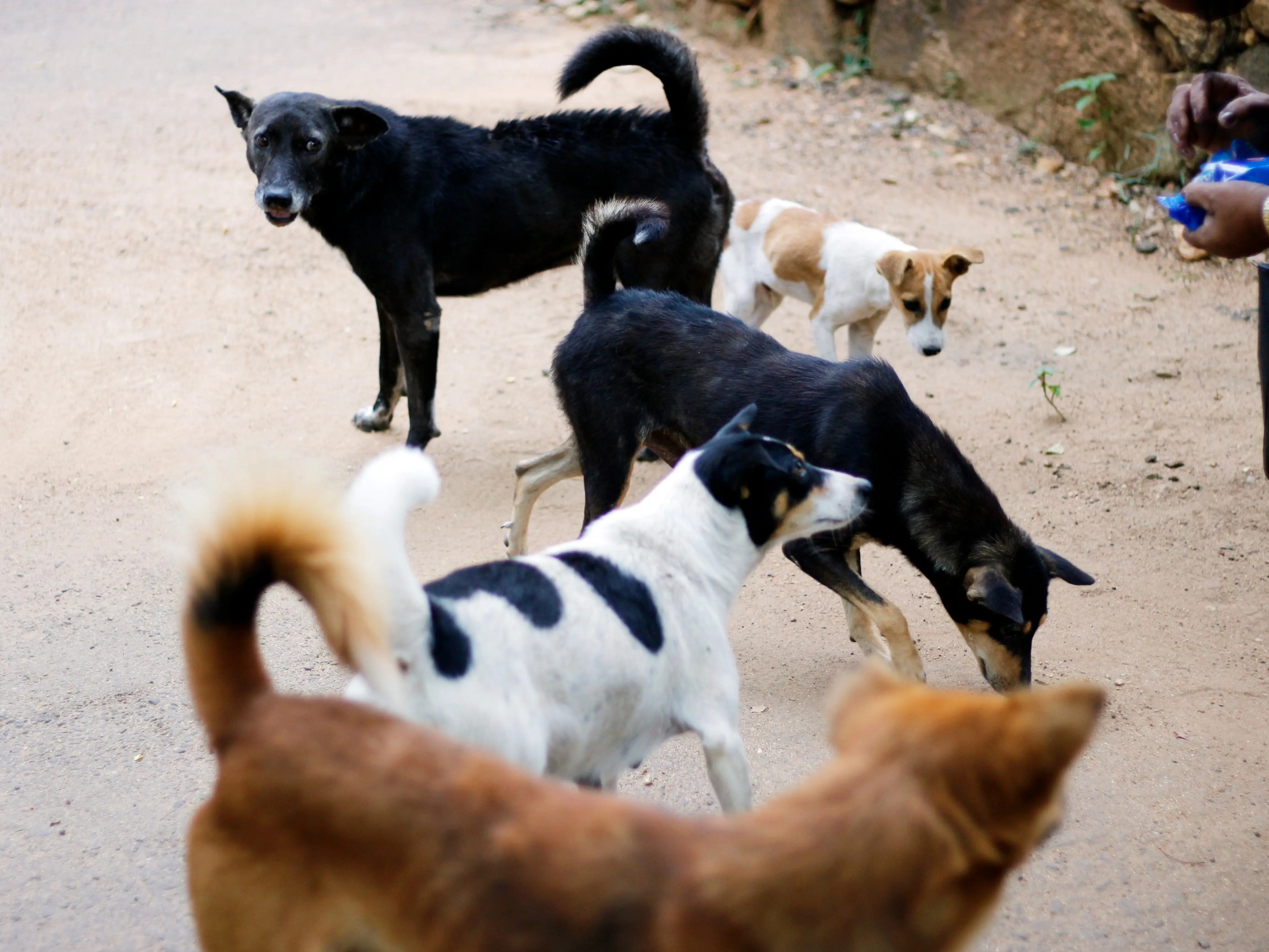 Morocco 'poisoning, shooting and burning' dogs alive ahead of 2030 World Cup, animal rights activists allege