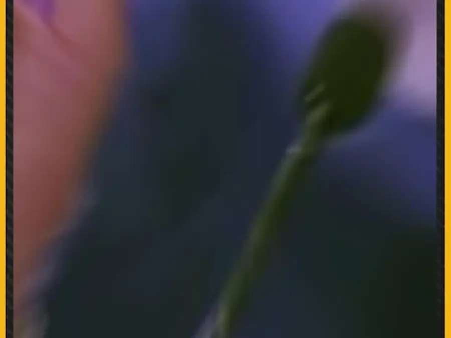 India AI Summit 2026: PM Modi Delivers Address, Announces MANAV Vision for AI