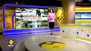Deadly Floods in Indonesia: Jakarta Targets Firms Over Deforestation 