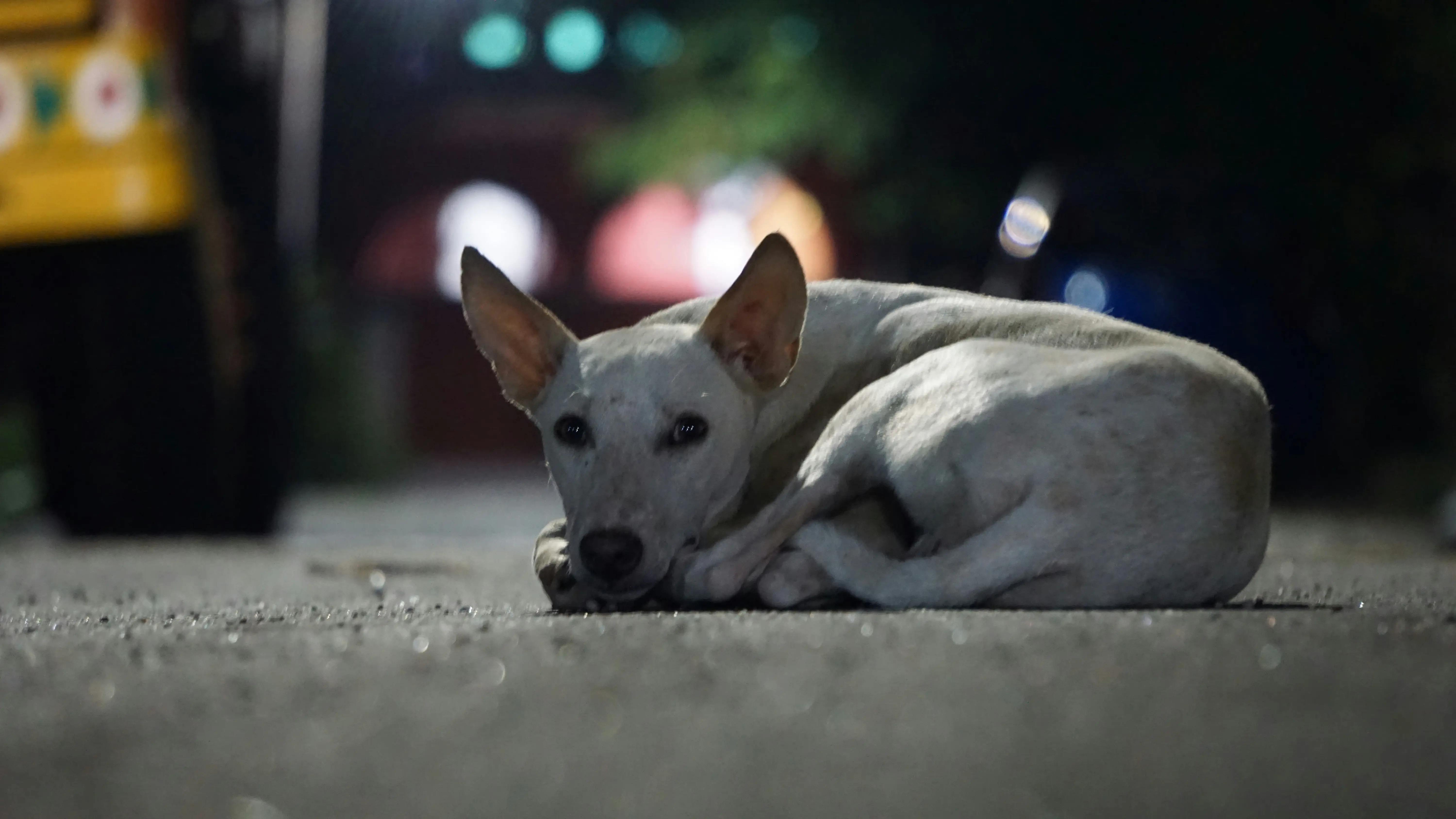 Man in Italy fined for training his dog to illegally dump waste