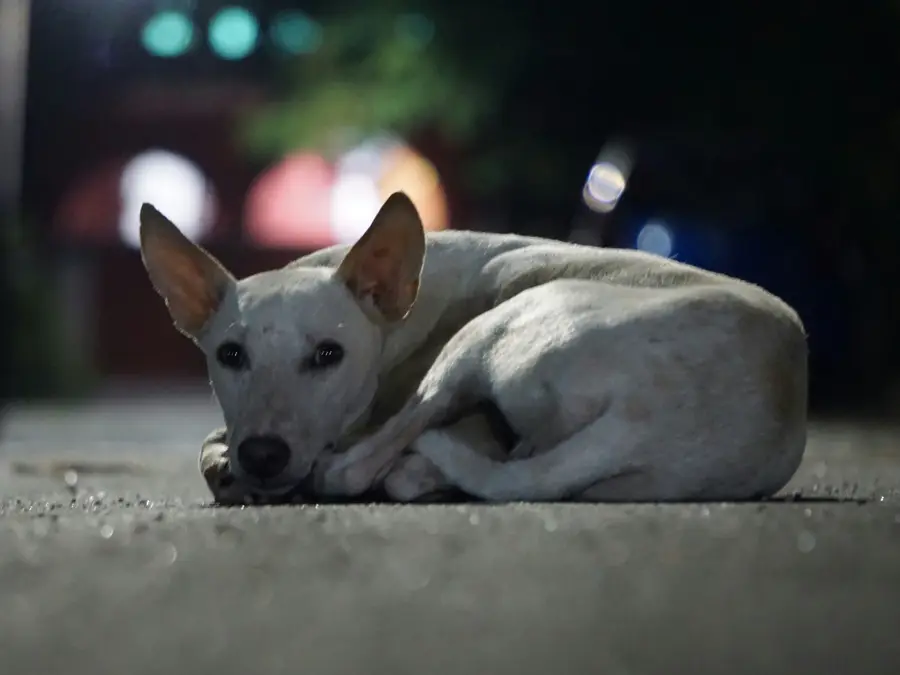 Man in Italy fined for training his dog to illegally dump waste
