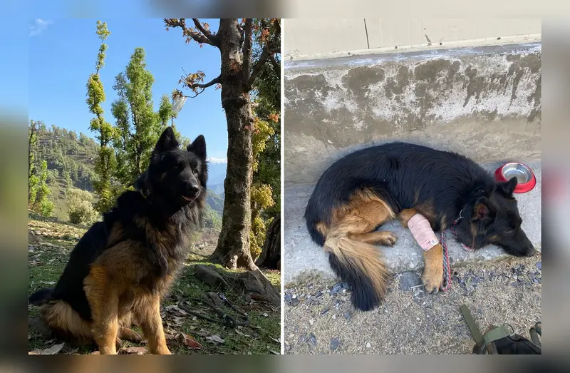 Sniffer dog Tyson injured in Kishtwar encounter after major role in blow to Jaish-e-Mohammad Sniffer dog Tyson injured in Kishtwar encounter after major role in blow to Jaish-e-Mohammad