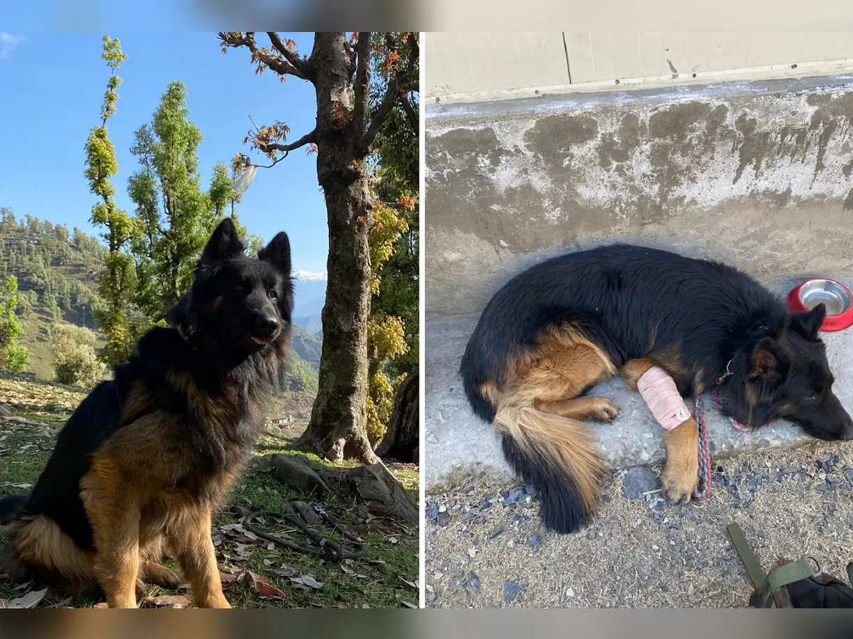 Sniffer dog Tyson injured in Kishtwar encounter after major role in blow to Jaish-e-Mohammad