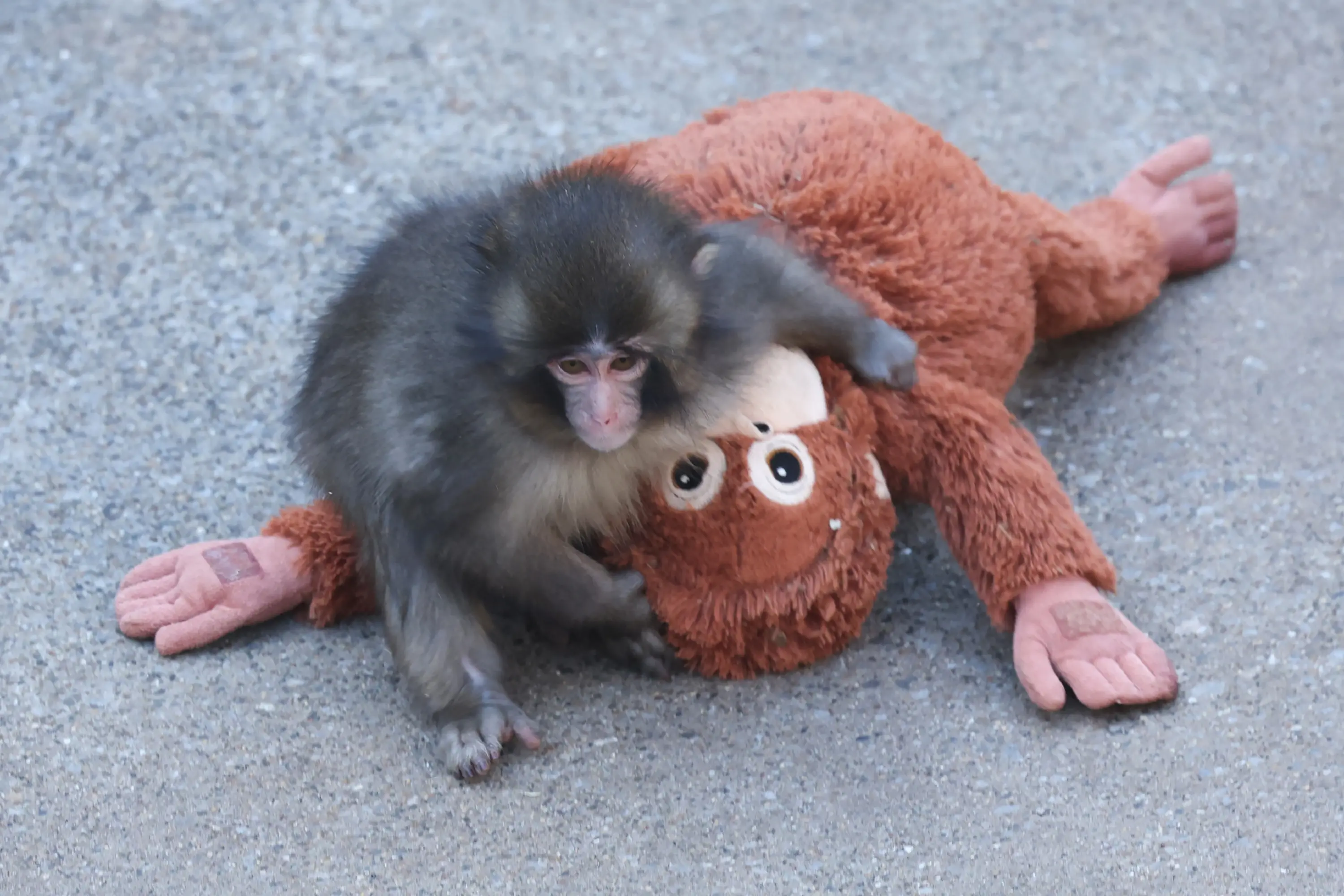 As Punch stroked our emotional side, we ignored dark lives of macaque monkeys