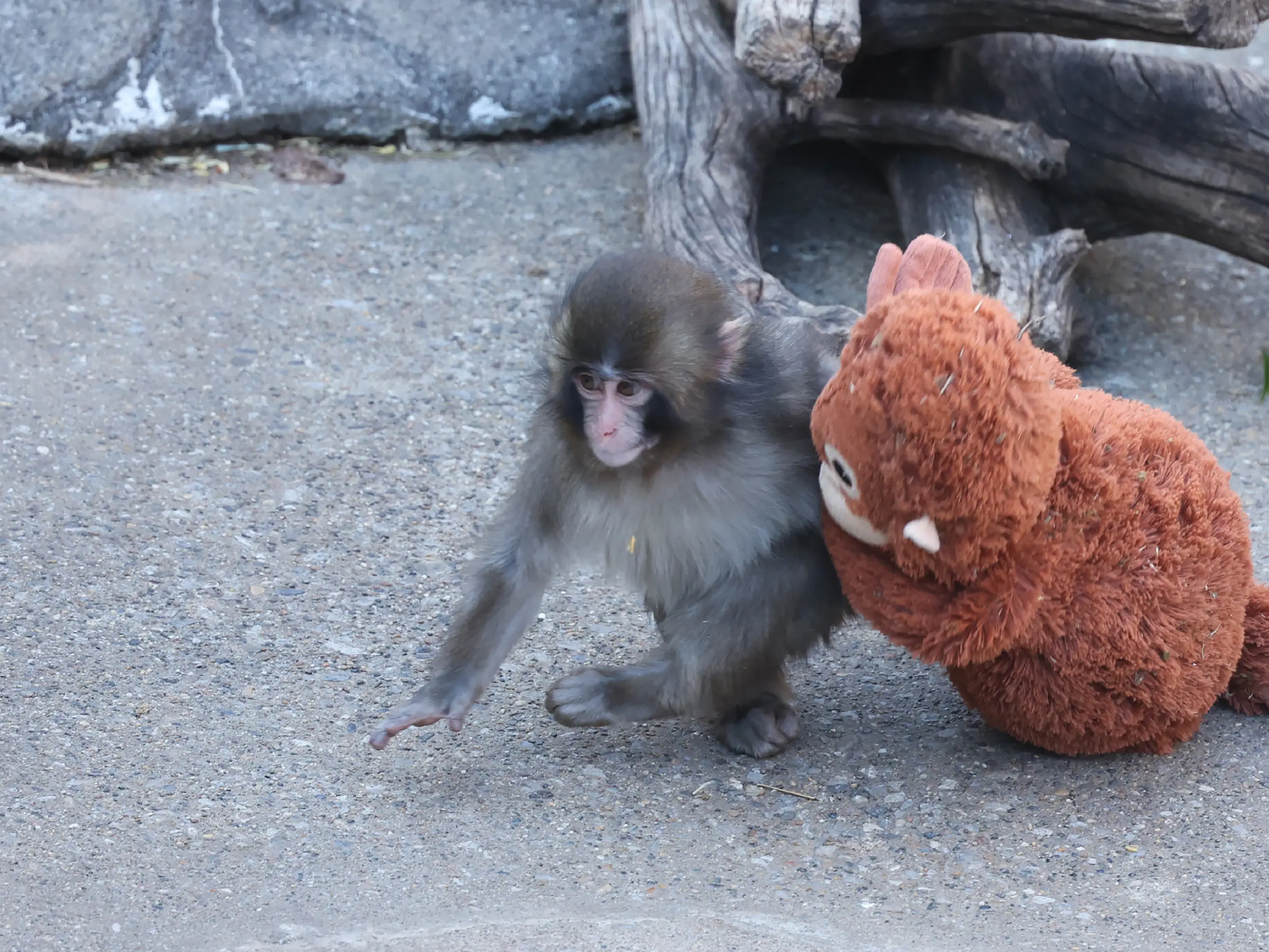 The Punch effect: Baby monkey's orange orangutan soft toy sold out