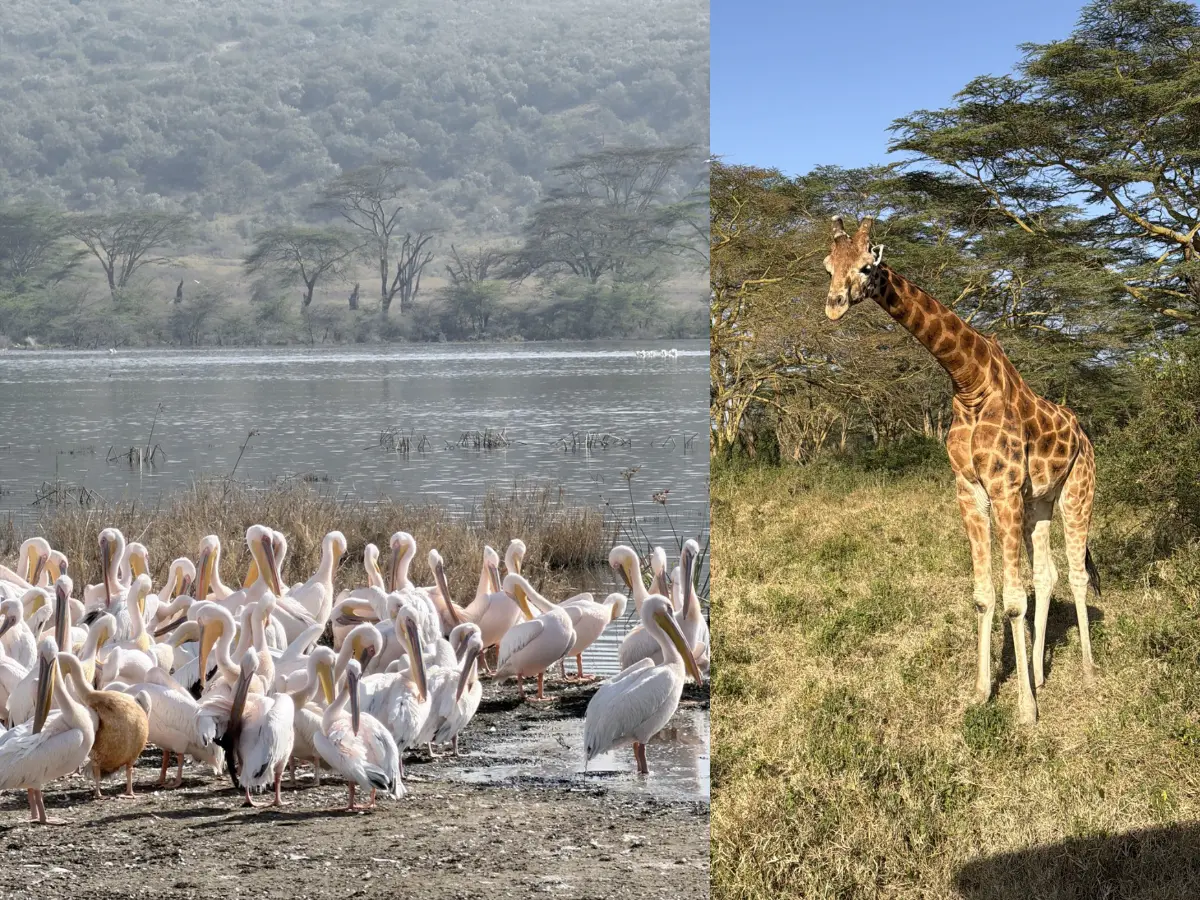 Lake Naivasha - A less explored gem in the heart of Kenya Lake Naivasha - A less explored gem in the heart of Kenya