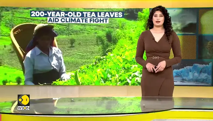 200-Year-Old Tea Leaves Could Help Fight Climate Change | WION