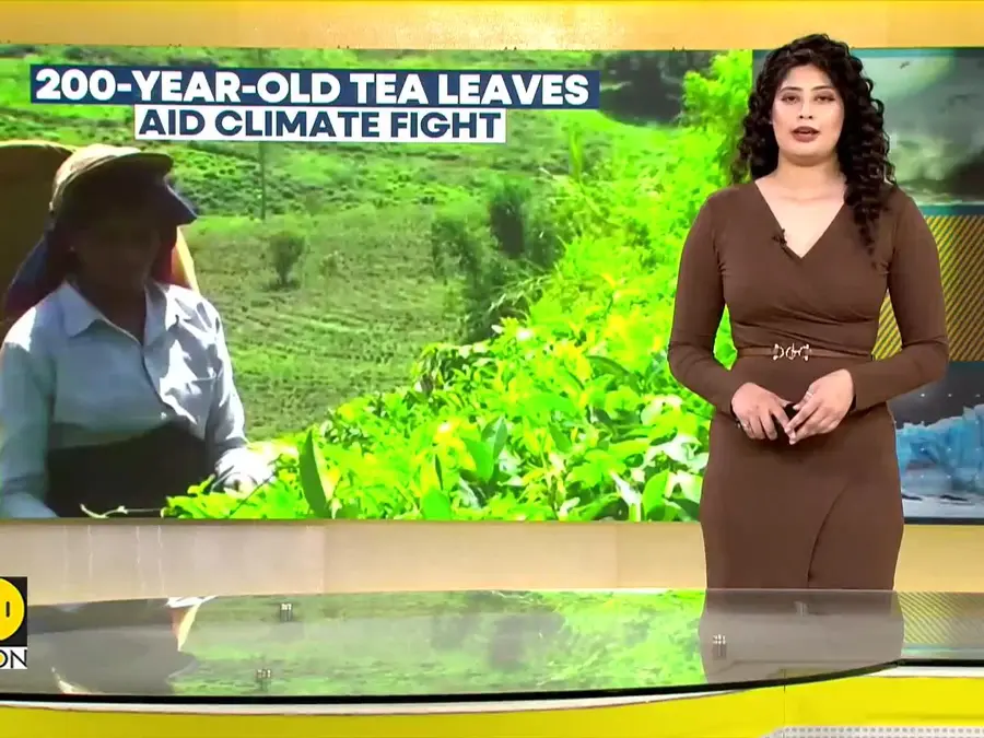 200-Year-Old Tea Leaves Could Help Fight Climate Change | WION