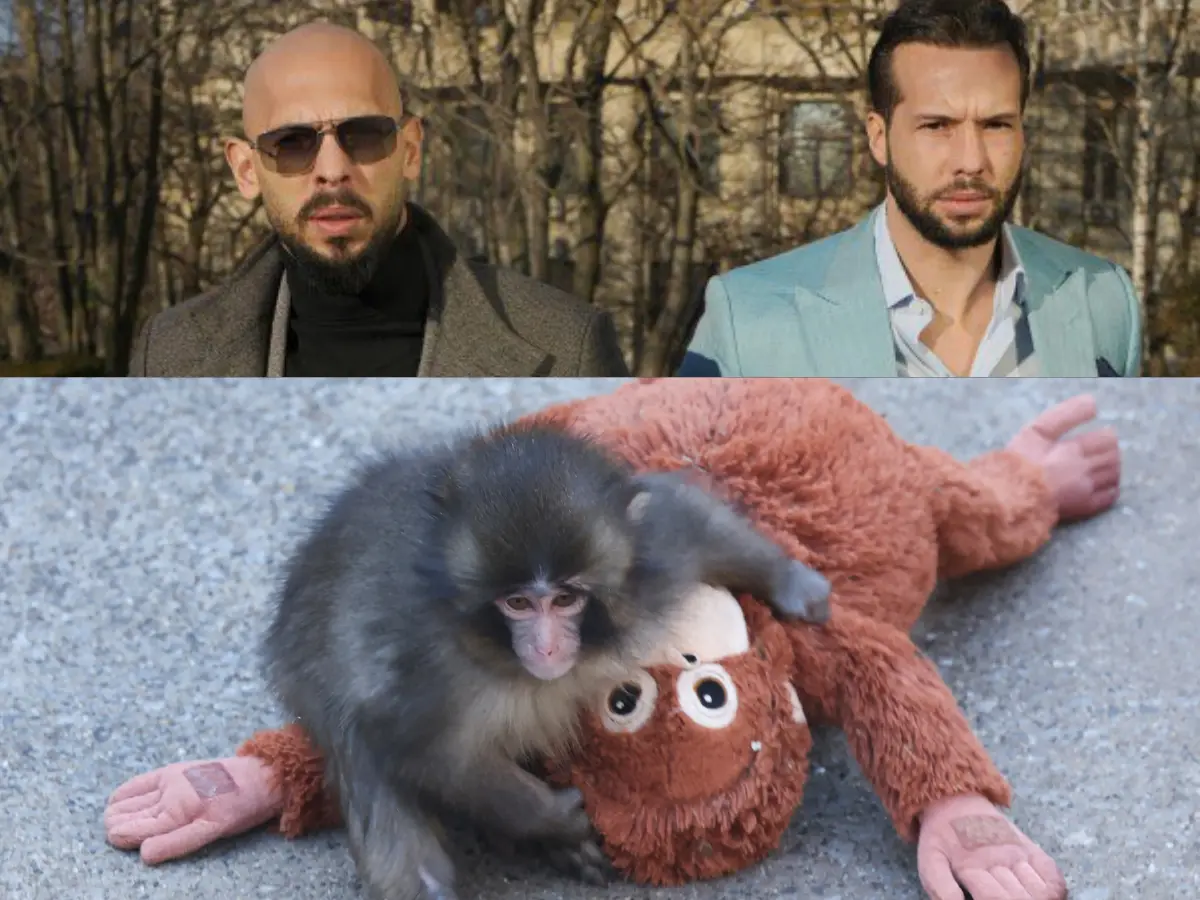 Tate Brothers offer $250,000 to buy viral Japanese baby monkey Punch Tate Brothers offer $250,000 to buy viral Japanese baby monkey Punch