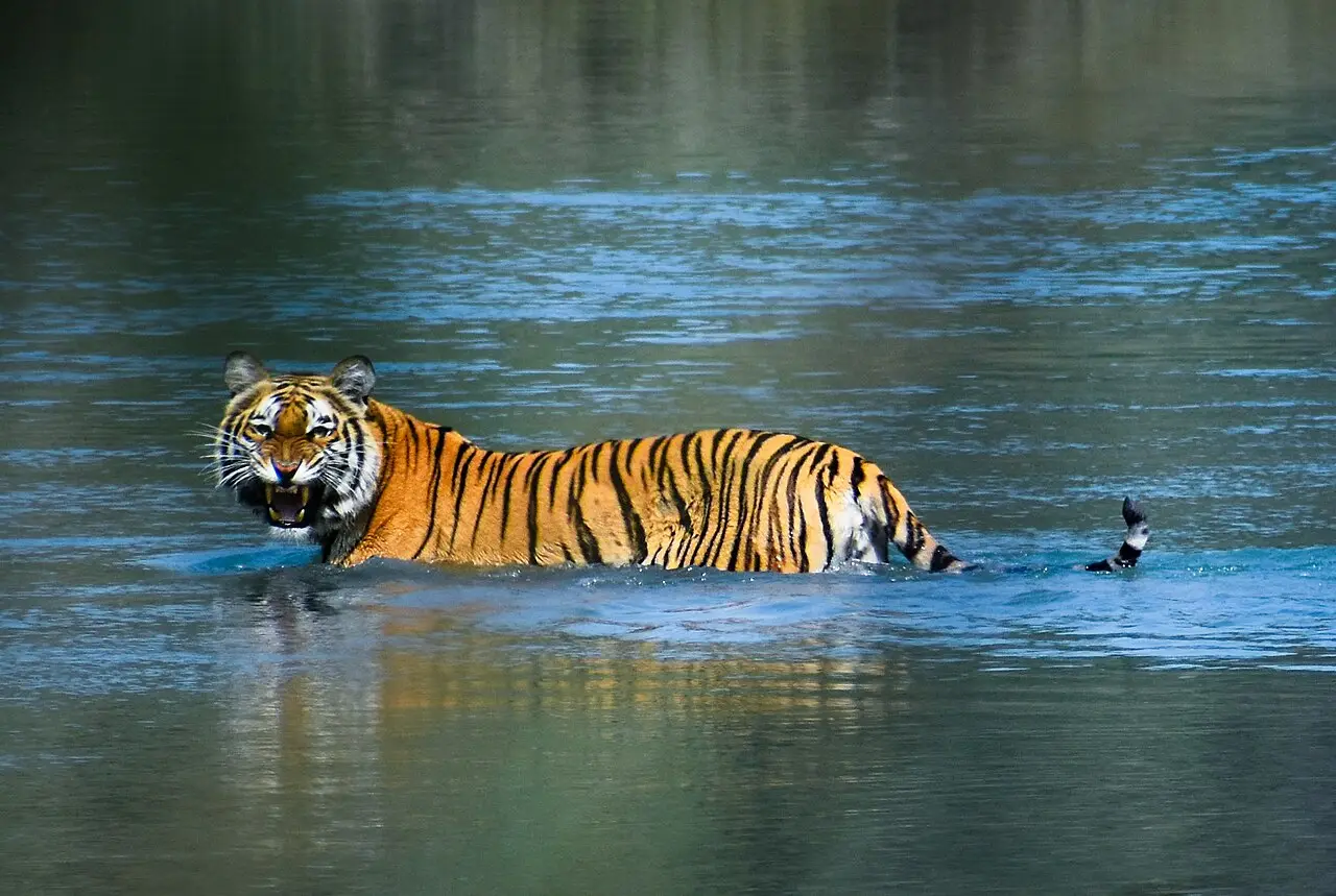 Royal Bengal Tiger