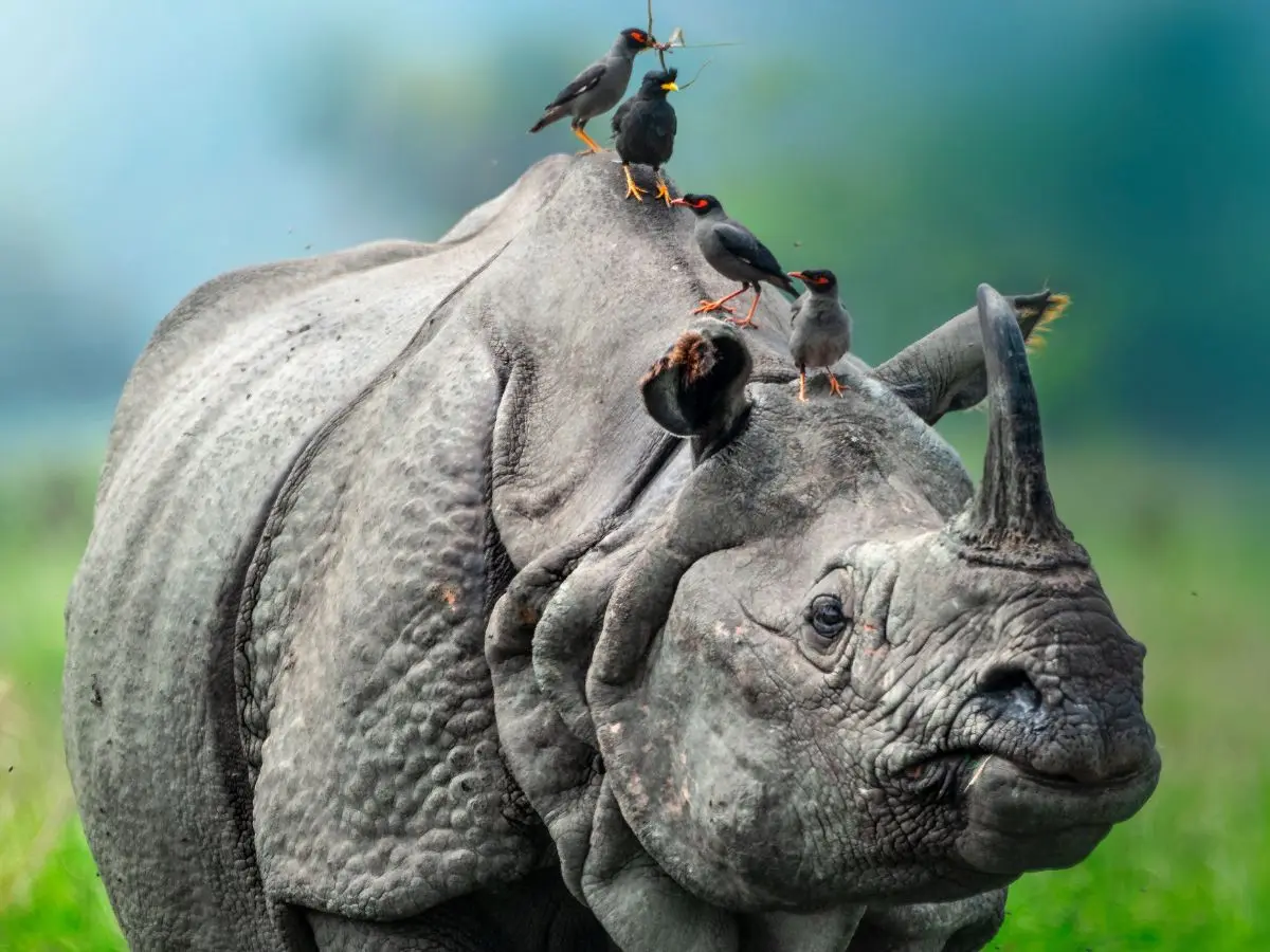 One-horned Rhinoceros