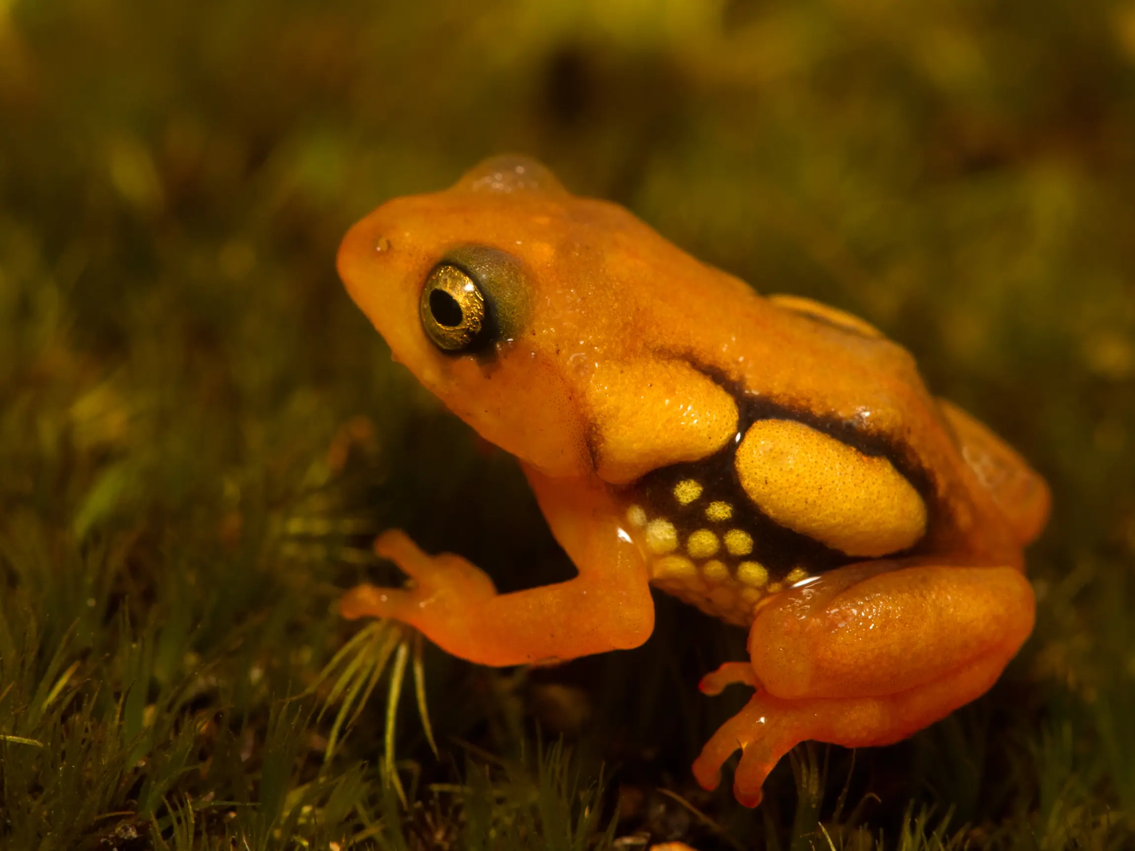 World Wildlife Day 2026: India’s most endangered species you should know about- Royal Bengal Tiger, Asiatic Lion, and More