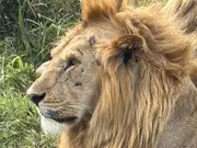 Beyond the great migration, Masai Mara offers fresh perspectives into wildlife