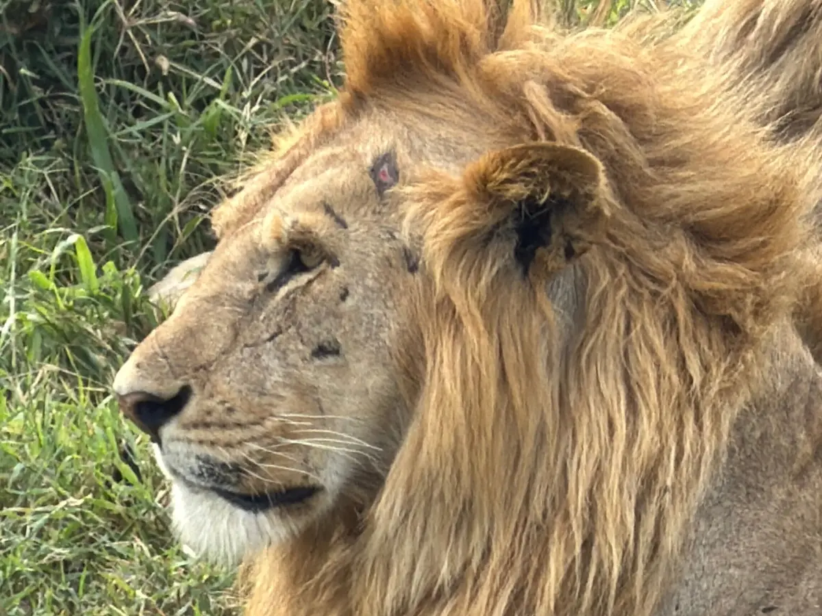 Beyond the great migration, Masai Mara offers fresh perspectives into wildlife Beyond the great migration, Masai Mara offers fresh perspectives into wildlife