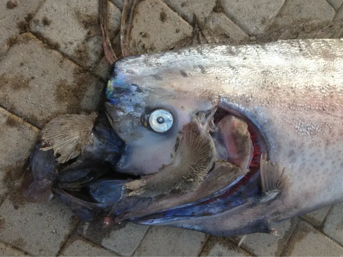 Doomsday fish linked to earthquakes and tsunamis