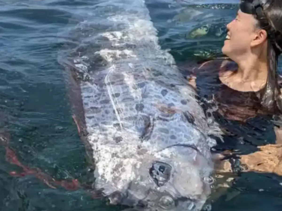 Two doomsday fish seen on the same beach right before Iran war started ...