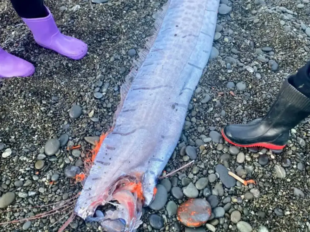 Two doomsday fish seen on the same beach right before Iran war started ...