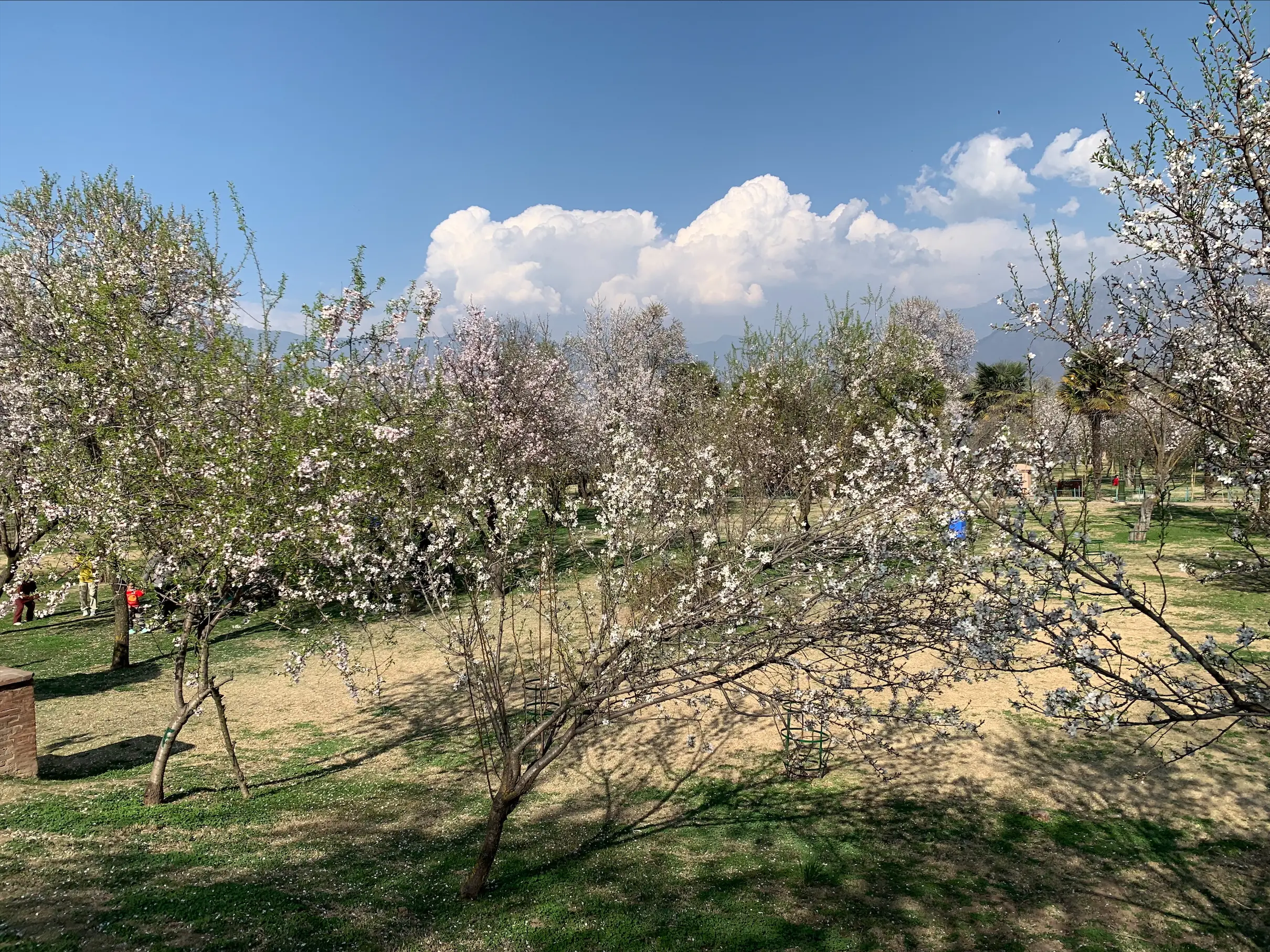 Spring’s First Whisper: Badamwari Garden Blossoms in Kashmir’s Embrace Spring’s First Whisper: Badamwari Garden Blossoms in Kashmir’s Embrace