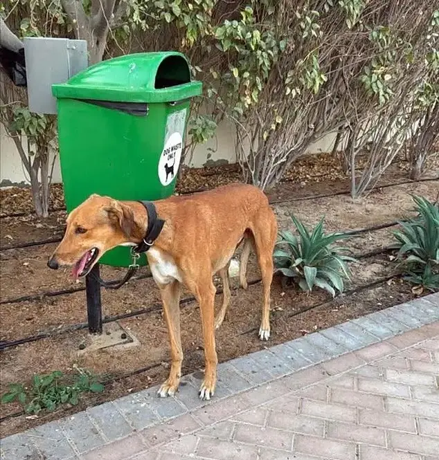 Iran war: Dogs tied, kittens left in boxes as residents rush to leave Dubai amid crisis