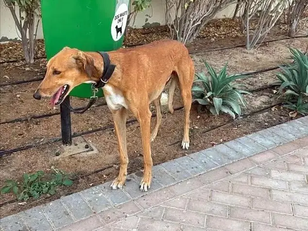 Iran war: Dogs tied, kittens left in boxes as residents rush to leave Dubai amid crisis Iran war: Dogs tied, kittens left in boxes as residents rush to leave Dubai amid crisis
