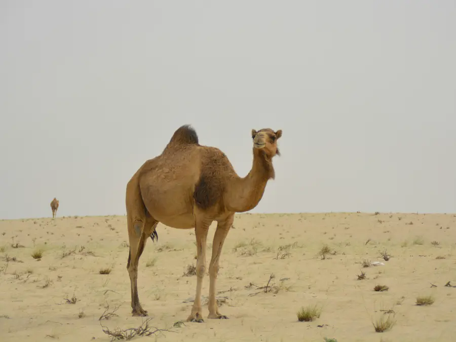 20 camels found cheating at beauty pageant, disqualified for getting Botox to enhance their curves
